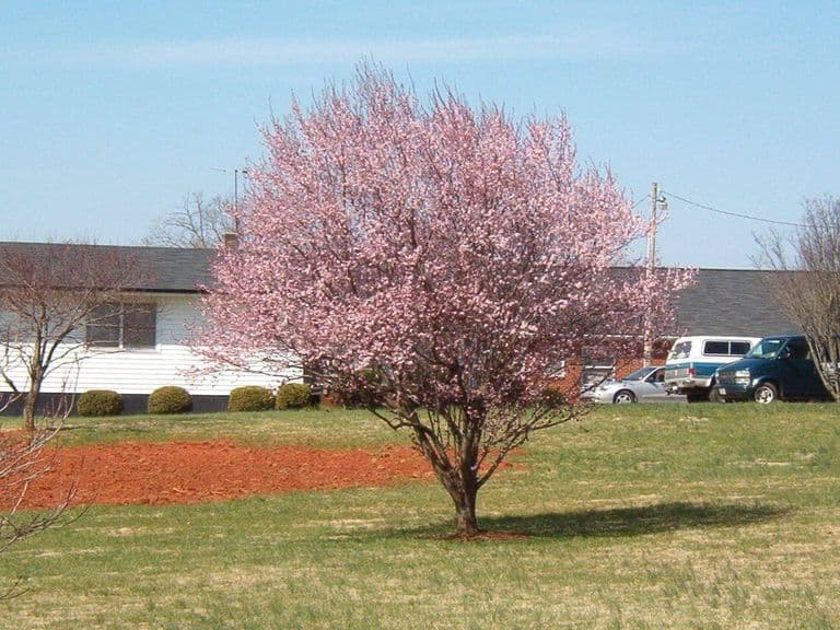 Olin Village in Olin, NC - Main View