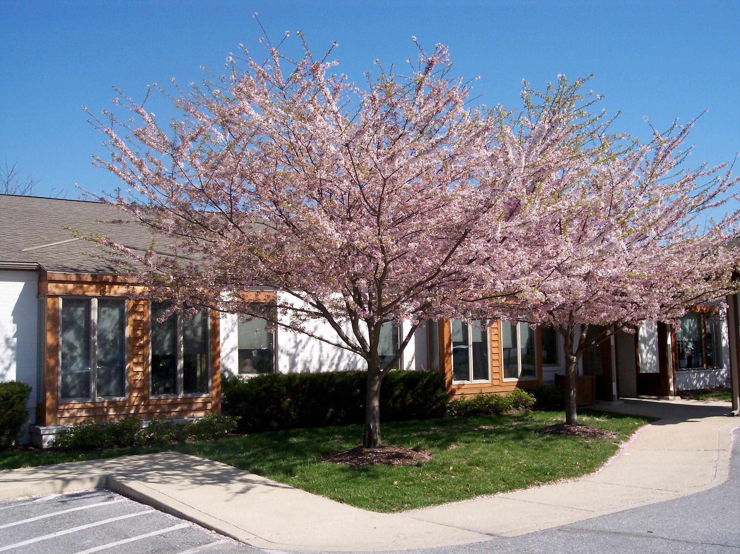 Winter Growth - Maryland Memories in Columbia, MD - Main View